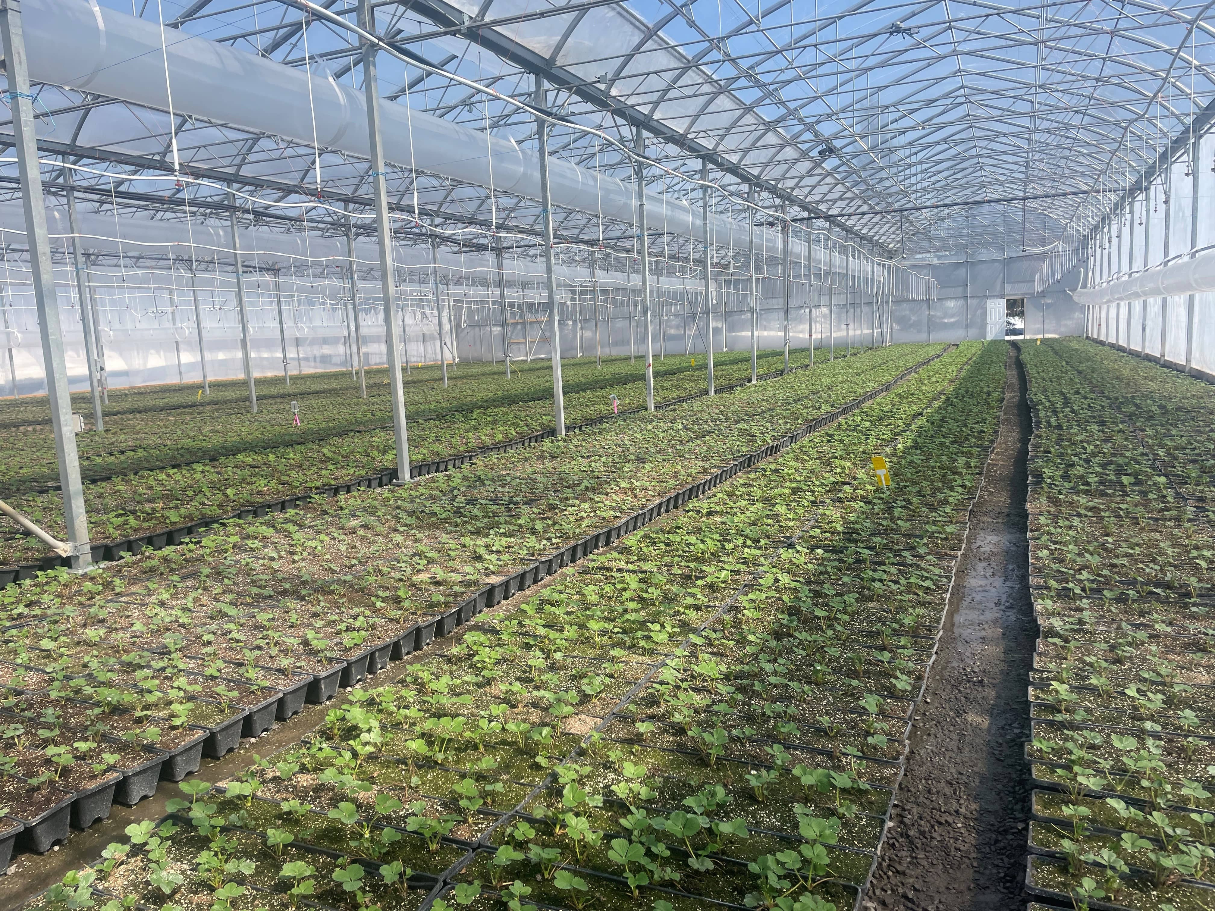 fio_2-fraisesdeliledorleansinc_lr.jpg